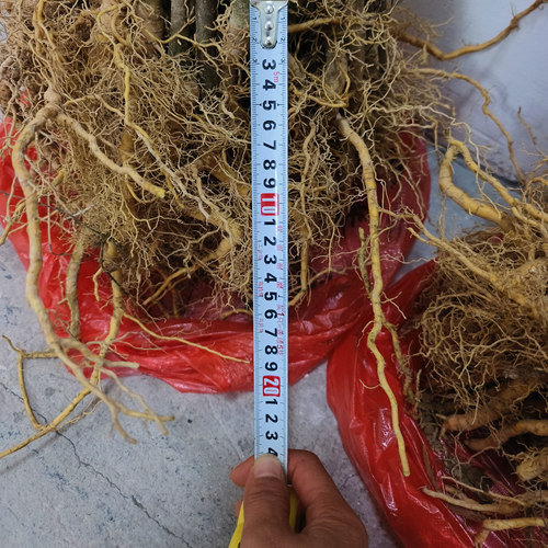 川黄柏厚皮树苗黄柏树苗子批发药用黄柏树苗大叶黄柏种苗木中药材 - 图2