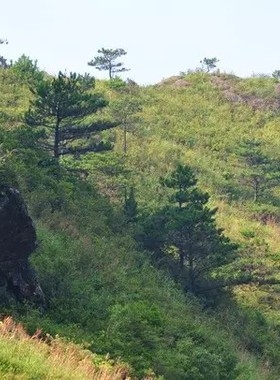 木头装饰树桩木桩实木原木摆件