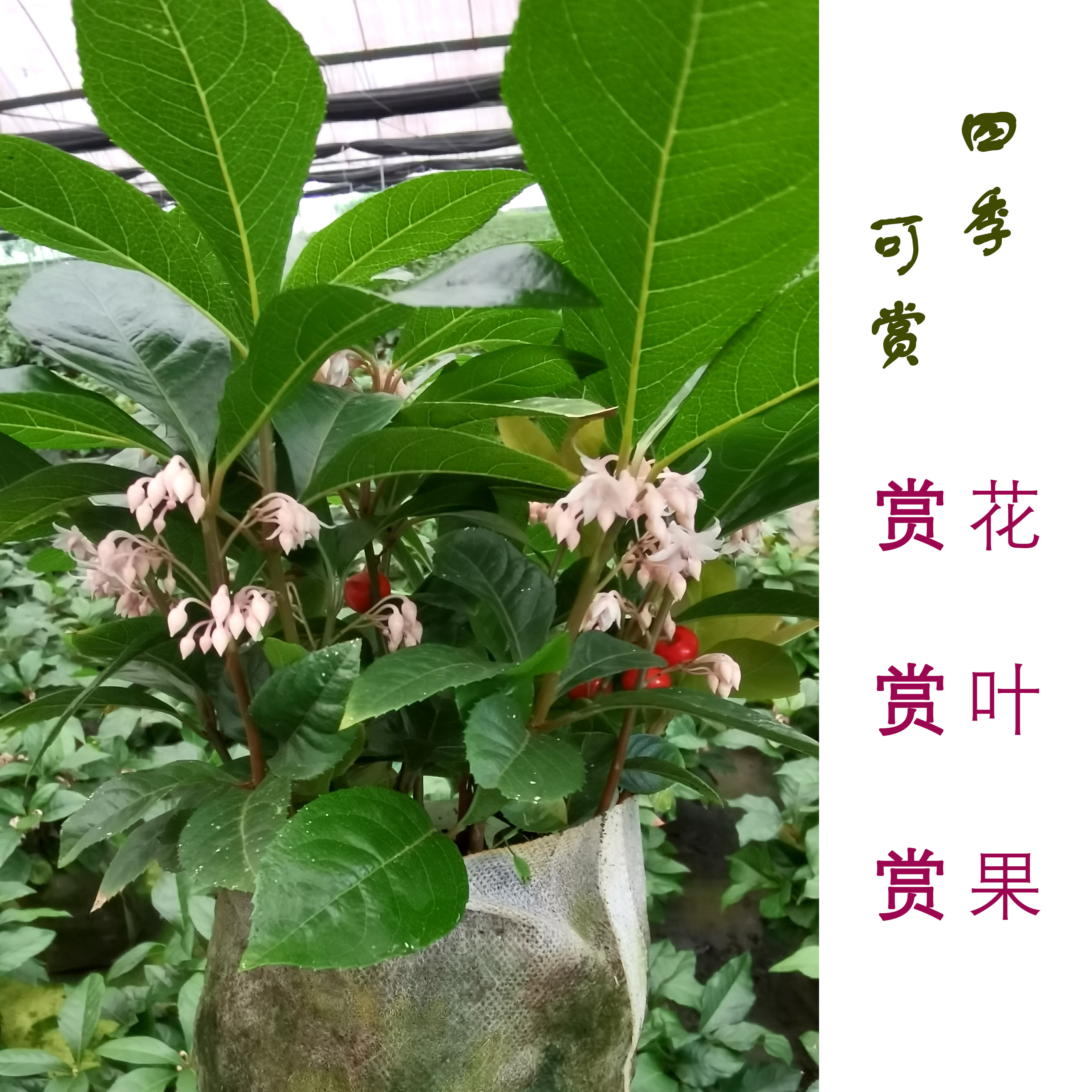 紫金牛盆栽室内植物四季常青庭院绿植造景鱼缸盆景金玉满堂富贵子 - 图2