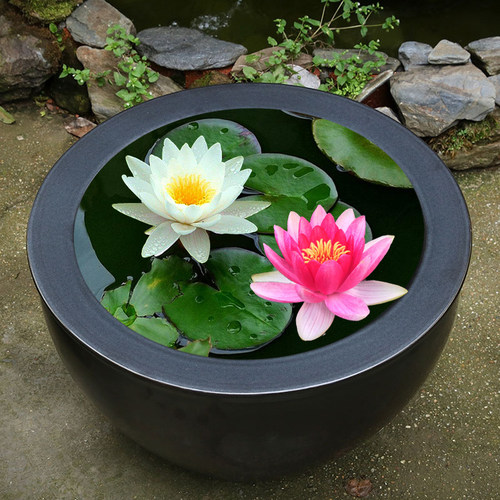 睡莲水培植物四季水养荷花水莲花盆栽花卉水池塘大睡莲根块带花苞 - 图0