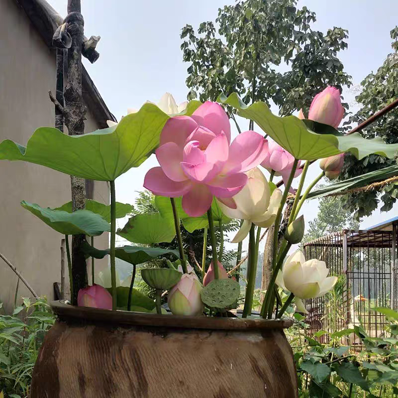 荷花种根苗大型观赏荷花苗盆栽水培池塘藕种碗莲睡莲花卉水生植物-图2