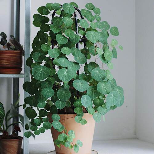 红藤山乌龟盆栽金不换植物桌面爬藤绿植水培多肉圆叶山乌龟带芽发 - 图0
