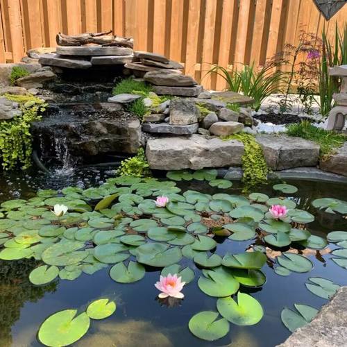 睡莲水培植物四季水养荷花水莲花盆栽花卉水池塘大睡莲根块带花苞 - 图2
