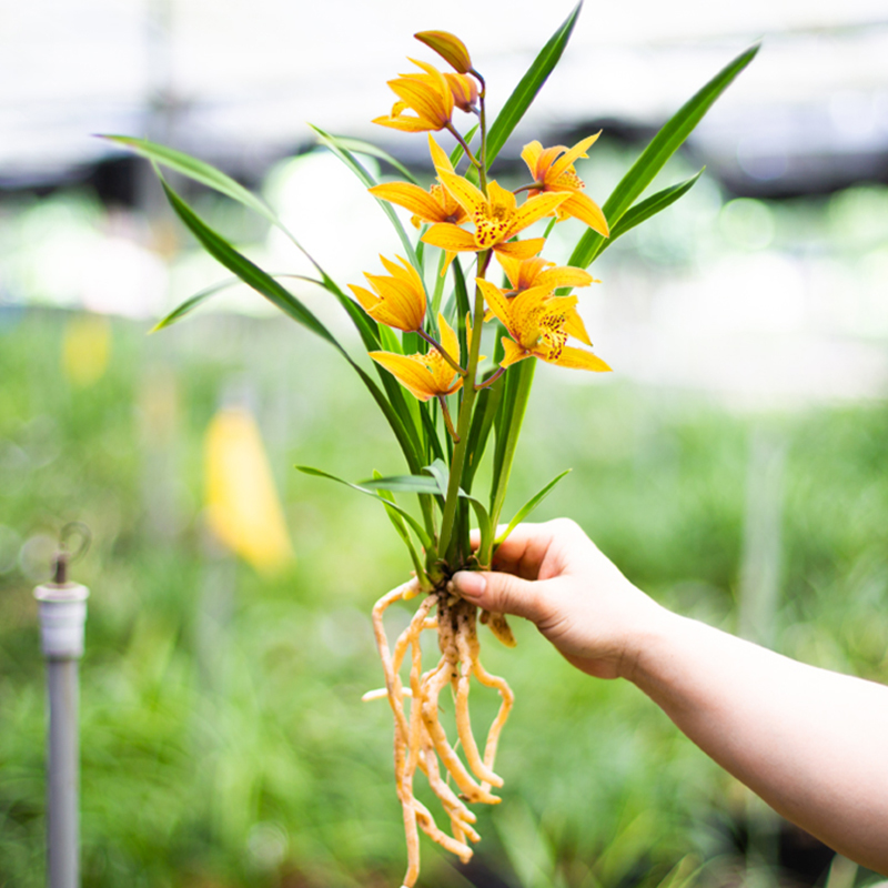 【裸根苗新手套餐】兰花苗红花盆栽花卉绿植室内阳台植物兰草名贵 - 图0