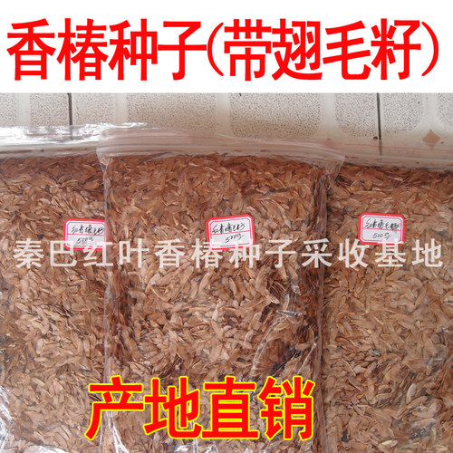 秦巴新款北方简单红叶红油种籽芽苗菜种四季芽香椿树苗种子阳台种 - 图2