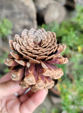 天然木纹花瓶摆件干枝插花器皿家居北欧客厅玄关电视柜桌面摆设