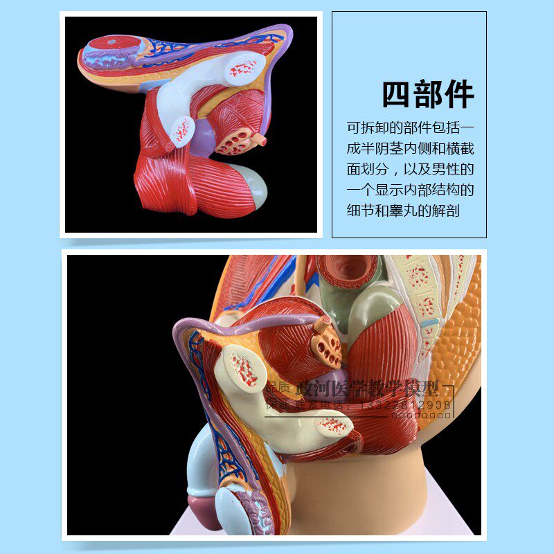 男性盆腔正中矢状切面模型3件 男性矢状解剖模型 男性广东广州 小麦优选