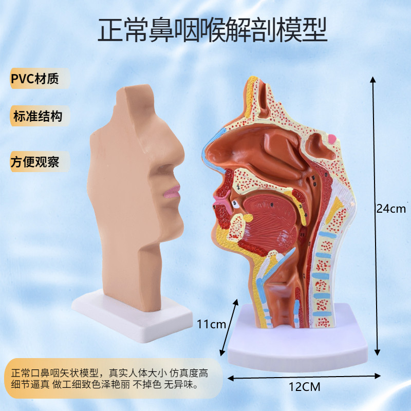 人体鼻腔鼻子解剖模型咽喉口鼻矢状解剖模型耳鼻喉科五官教学模型-图1