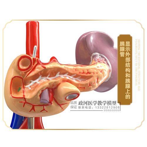 肝脏模型肝脏教具 医学用肝解刨模型 胰 脾 十二指肠胰腺结构模型 - 图2