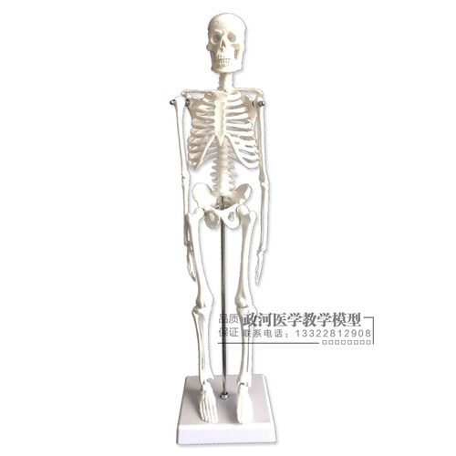 人骨架标本玩具人体骨骼模型45CM 髅骼骨头 人体解剖关节示教模具 - 图3
