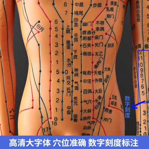 中医用人体针灸模型60CM教学经络穴位模型示教练习中医训练模型 - 图1