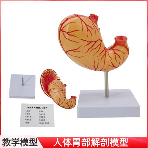 人体大肠病理模型 肠胃解剖模型 大肠 盲肠 直肠 十二指肠模型 - 图2