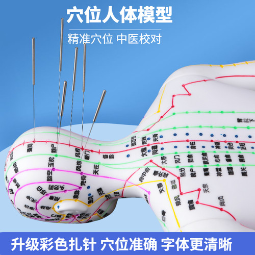 中医用人体针灸模型60CM教学经络穴位模型示教练习中医训练模型 - 图0