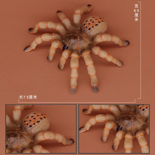 儿童仿真动物玩具塑胶昆虫蜘蛛模型亚马逊巨人食鸟蛛恶搞男孩摆件 - 图2