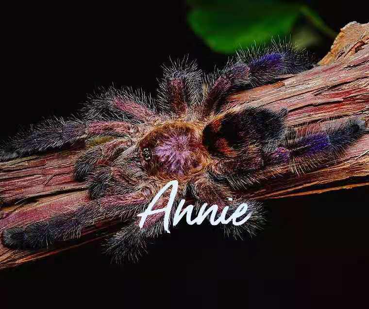 哥伦比亚紫粉趾网红宠物蜘蛛超高人气av属树栖型经典品种