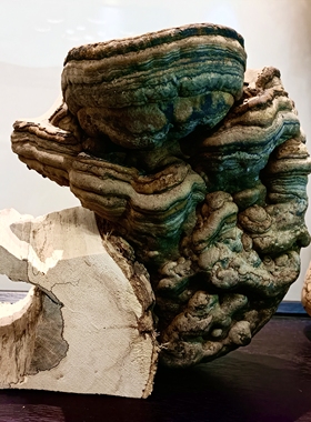 纯天然木灵芝摆件奇石底座兰花盆高28厘米左右宽30厚15厘米左右