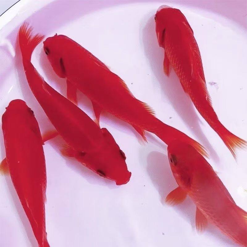 冷水鹦鹉鱼冷水观赏鱼血红好养耐活草金鱼黑眼葡萄眼练手鱼耐寒冷,淘宝优惠券,粉丝福利购,淘宝优惠卷