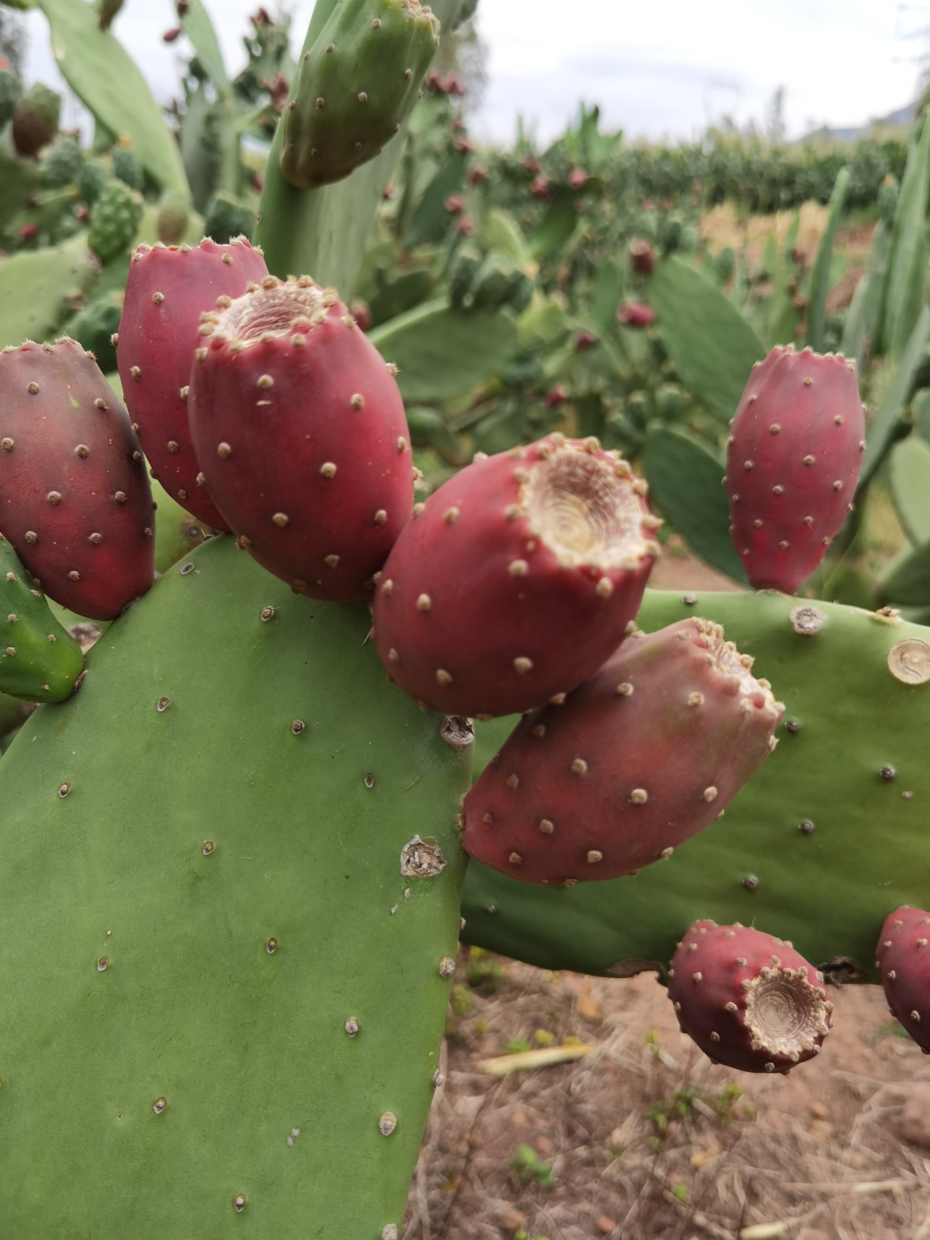 云南食用仙人掌品种大全宝塔云钻滇红梨果苗盆栽种植片中药材外敷,淘宝优惠券,粉丝福利购,淘宝优惠卷