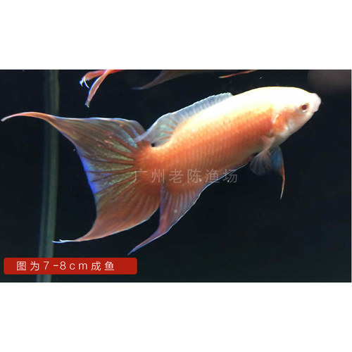 全橘红红中国斗鱼火焰普叉小型淡水冷水鱼观赏鱼活体活鱼精品 - 图0