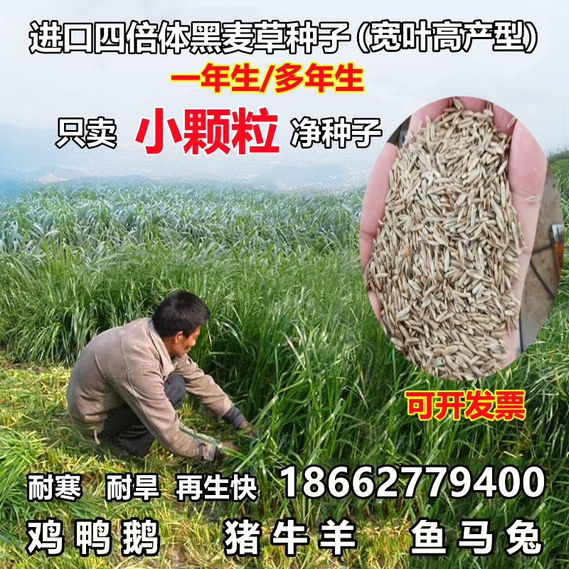 进口耐寒多年生黑麦草种子宽叶高产牧草种子猪牛羊鸡鸭鹅鱼草种籽 - 图3