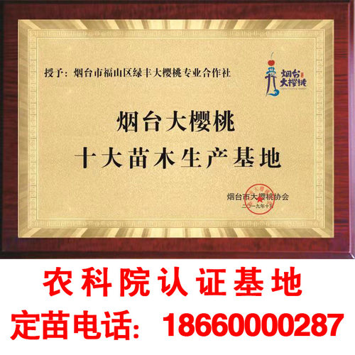 车厘子树苗矮化大樱桃苗南北方种植嫁接盆栽地栽果树果苗庭院阳台 - 图2