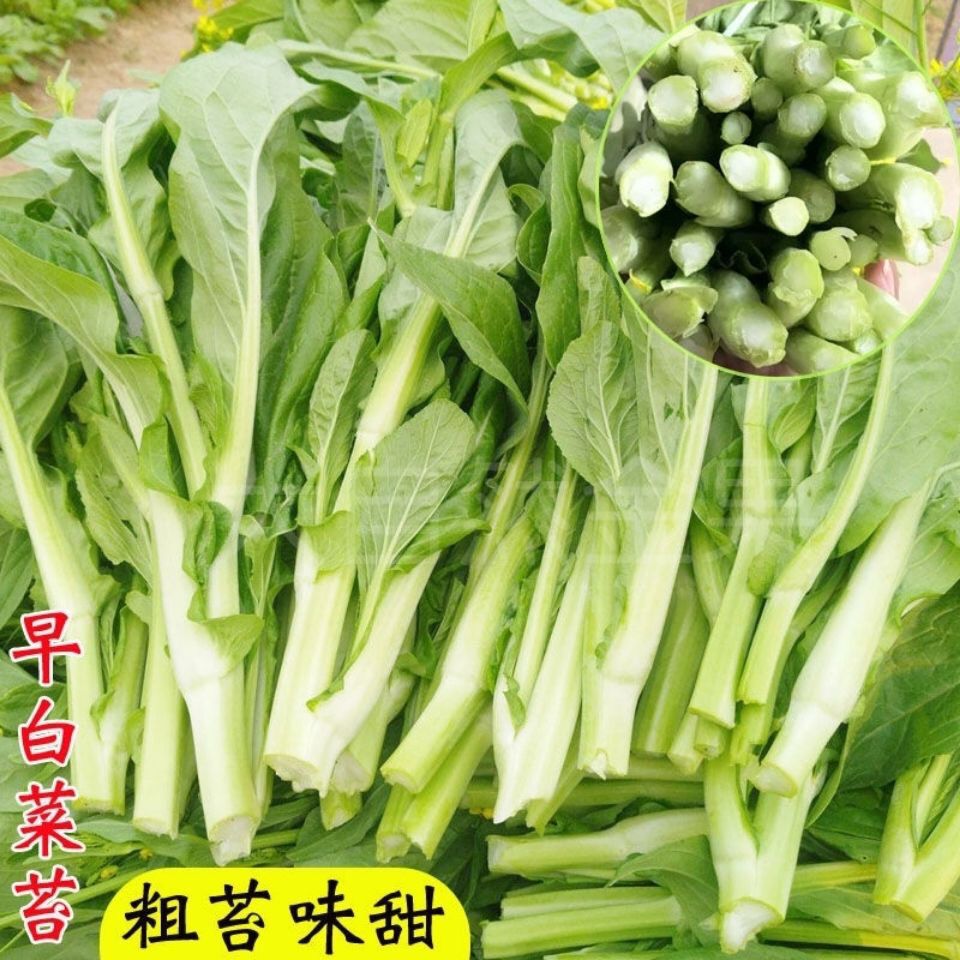 早熟白菜苔种籽白菜心种子香甜早白菜苔菜种阳台庭院蔬菜四季种植 - 图1