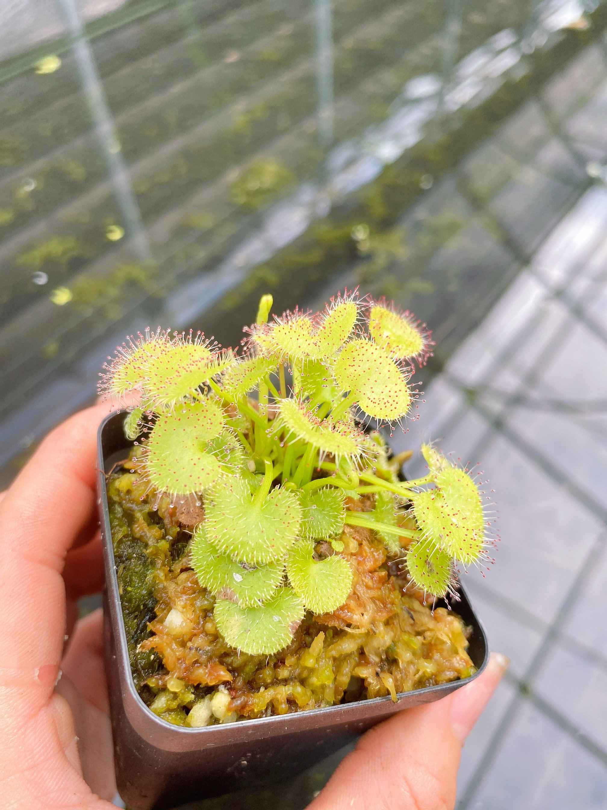 爱心/负子茅膏菜 喜阴食虫草食虫植物粘液捉虫子驱蚊草驱虫草盆栽,淘宝优惠券,粉丝福利购,淘宝优惠卷