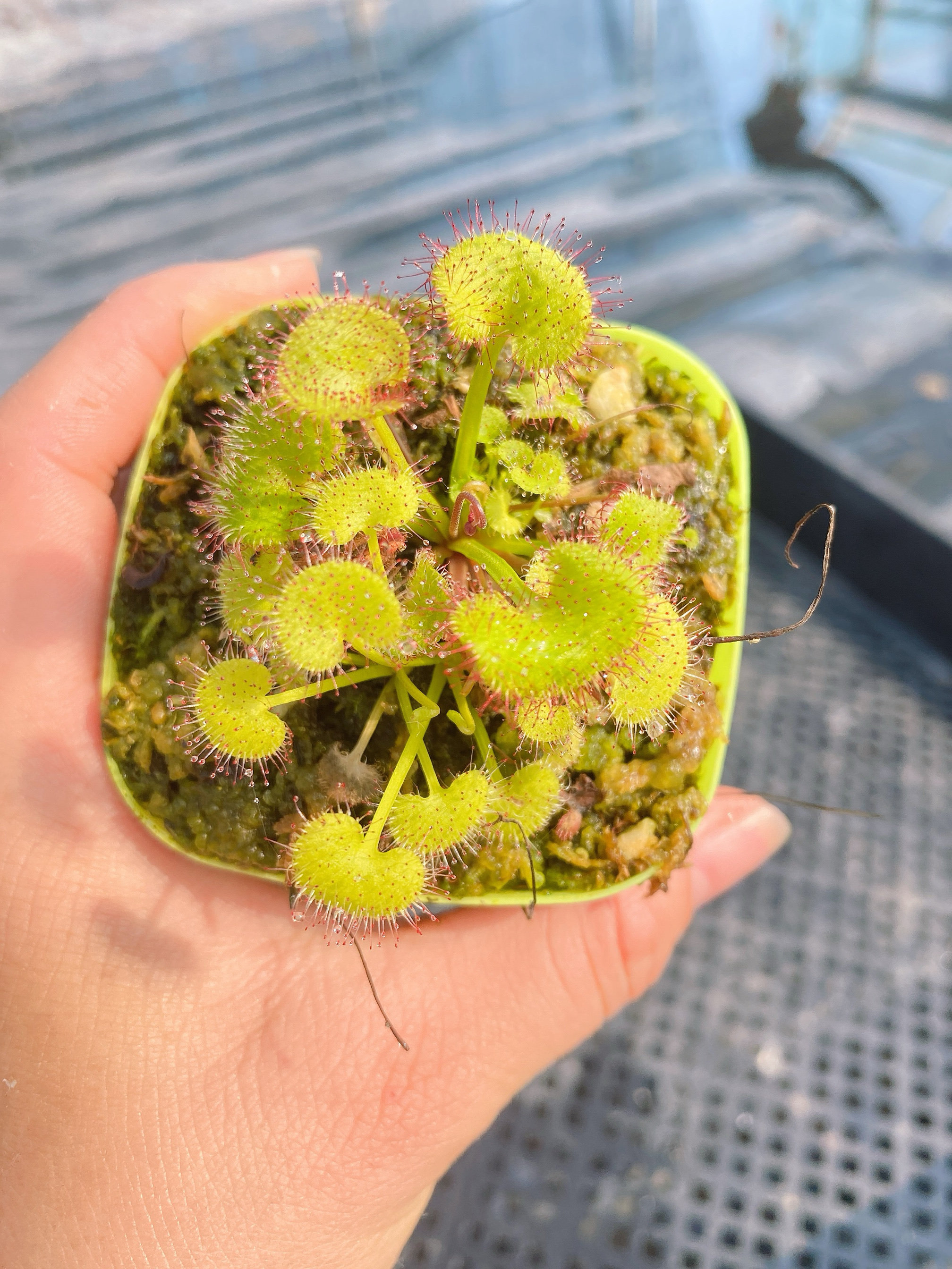 爱心/负子茅膏菜 喜阴食虫草食虫植物粘液捉虫子驱蚊草驱虫草盆栽,淘宝优惠券,粉丝福利购,淘宝优惠卷