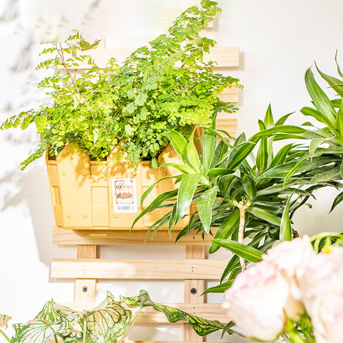 爱丽思IRIS COUNTRY壁挂栅栏式树脂花盆塑料花盆250/400 - 图3