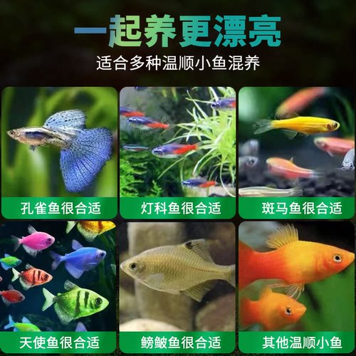 黑壳虾鱼缸水族箱水草清洁除藻工具淡水观赏虾宠活体除藻虾 - 图1