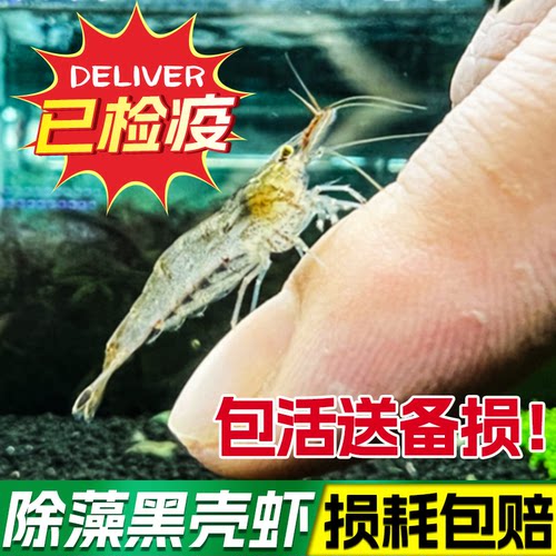 黑壳虾鱼缸水族箱水草清洁除藻工具淡水观赏虾宠活体除藻虾 - 图0