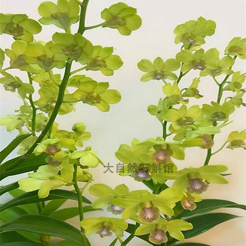 特价秋石斛阿里兰石斛盆栽洋兰花卉办公室阳台绿植网红石斛兰花苗 - 图1