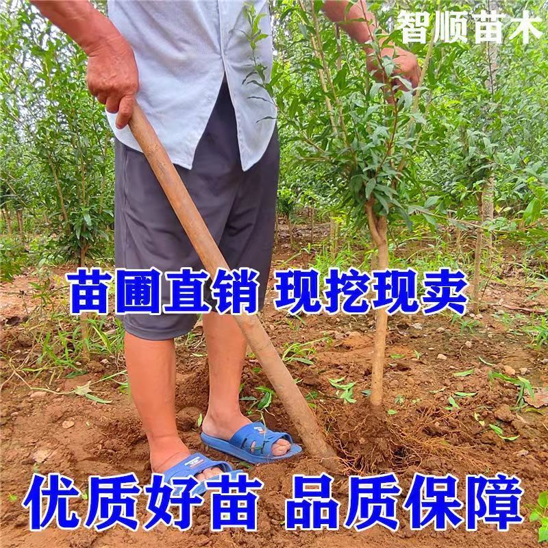 【48小时发货】石榴树苗特大突尼斯软籽石榴南北方庭院盆栽地栽种 - 图2