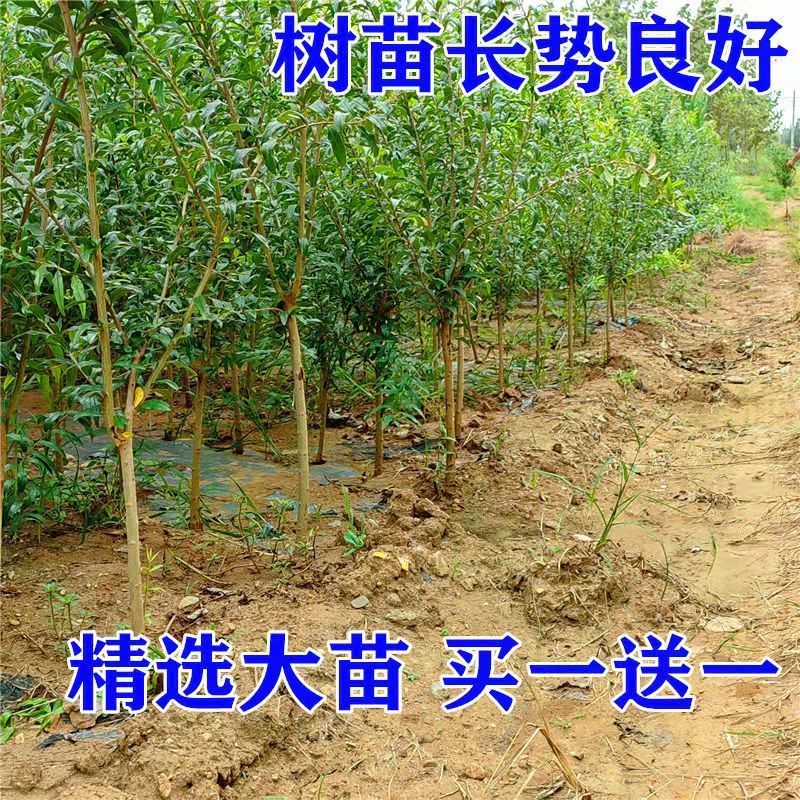 【48小时发货】石榴树苗特大突尼斯软籽石榴南北方庭院盆栽地栽种 - 图3