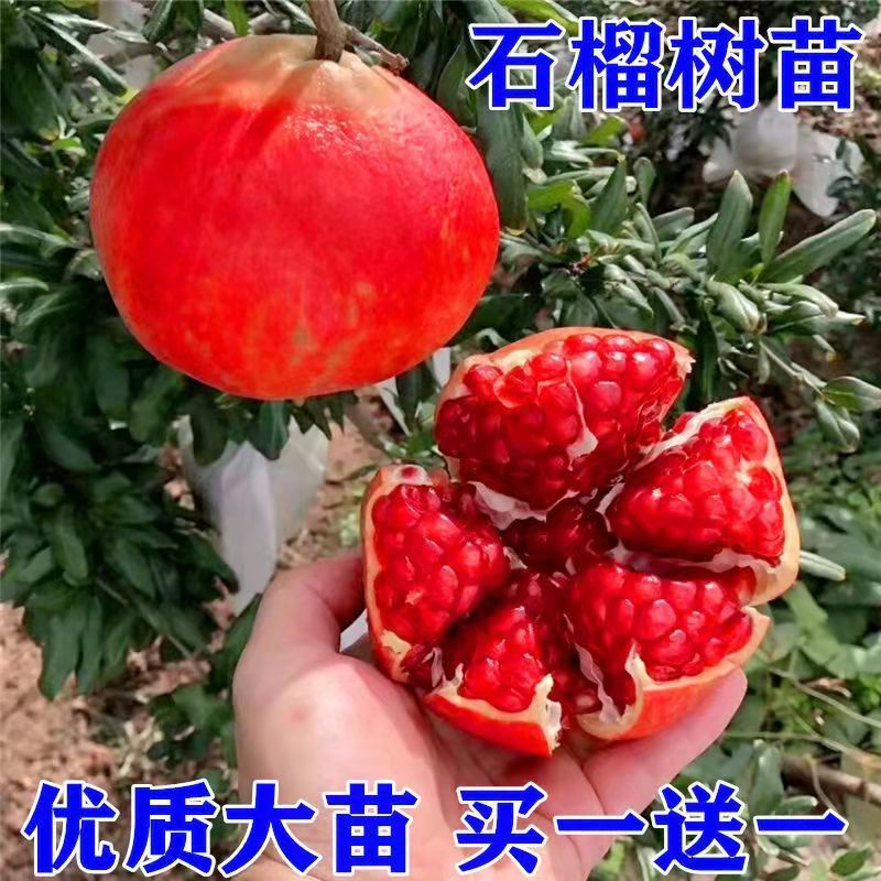 【48小时发货】石榴树苗特大突尼斯软籽石榴南北方庭院盆栽地栽种 - 图1