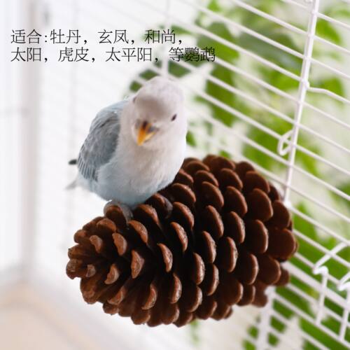 玄凤牡丹鹦鹉啃咬用品天然大松塔松果鹦鹉磨爪棒磨嘴天然鹦鹉站杆 - 图1