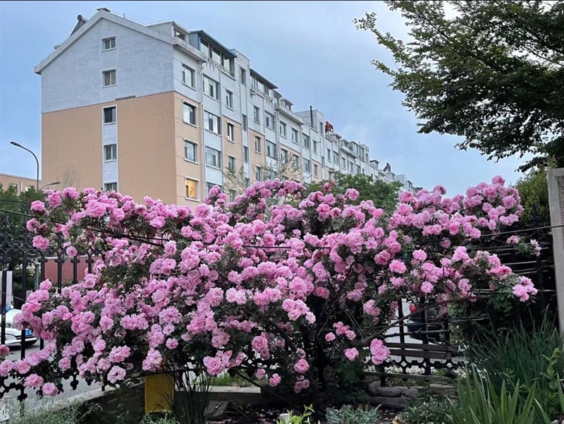 花思雨【寒粉/粉蝶】辽吉黑东北抗寒藤本月季抗病庭院绿植盆栽苗 - 图3