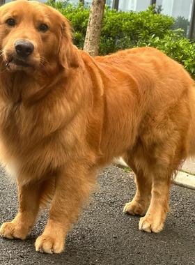 宠物金毛犬摆件定制创意装饰汽车出风口车载中控装饰手工狗狗礼物