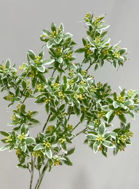 高档仿真绿植插花配草银边翠清新白绿色鸣子叶 花艺配材 叶上白