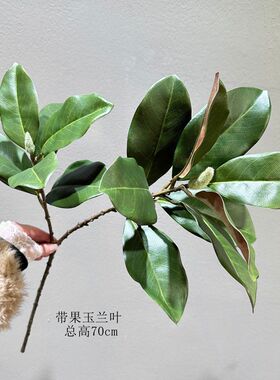 仿真玉兰叶玉兰花仿真白碗花苞叶家居软装拍摄假花仿真叶子玉兰枝