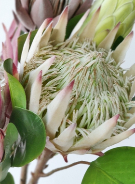 精仿网红帝王花仿真花diydiy材料