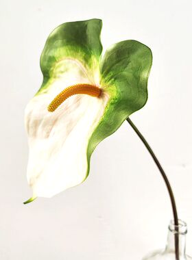 靓红掌室内中国插花枝绿手感1