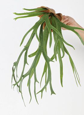仿真壁挂鹿角蕨排草蕨类植物蕨叶蕨草软胶植物墙鱼尾蕨鹿角叶造景