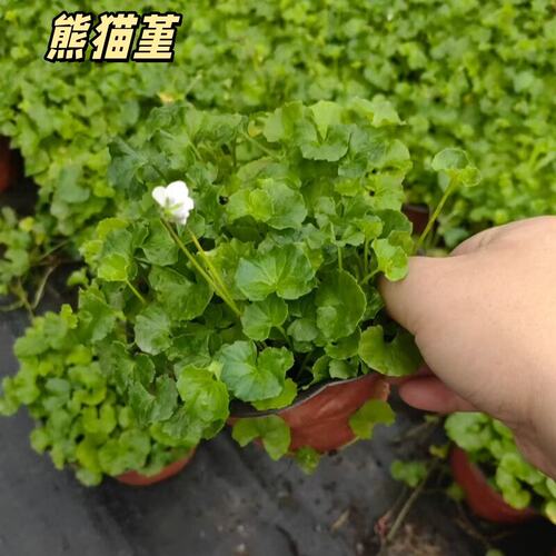 熊猫堇稀有多年生地被植物庭院阳台耐阴开花垂吊好养花镜植物成都 - 图3