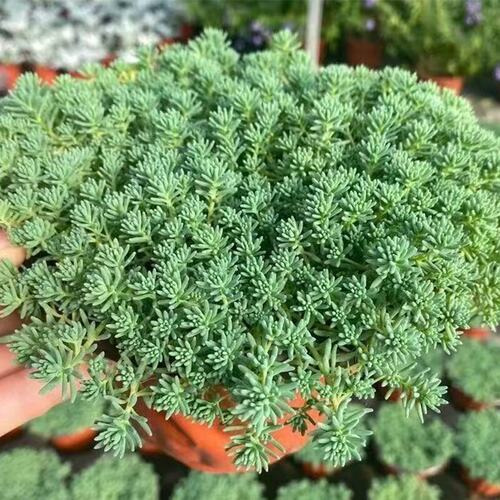 中华景天薄雪万年草常青耐旱多肉植庭院假山绿化花镜地铺草坪植物 - 图3
