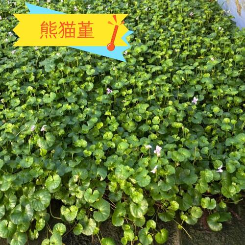 熊猫堇稀有多年生地被植物庭院阳台耐阴开花垂吊好养花镜植物成都 - 图0