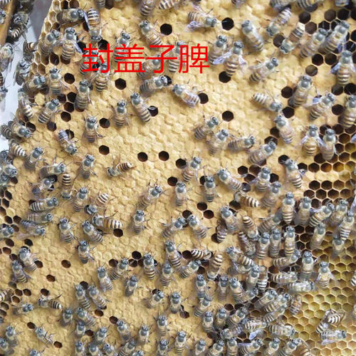 蜂具蜂药中囊灵中蜂囊状幼虫病药烂子灵中囊抗体蜜蜂药绿源种蜂场 - 图1