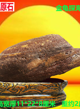 正宗黄河天然金珠原石彩红色石头大象象形石祝贺寿礼品奇石摆件