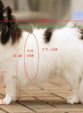 定做动物模型 仿真牧羊犬宠物狗玩具摄影道具园林装饰摆件仿标本