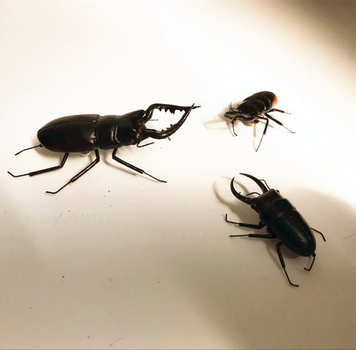 仿真扁锹形虫甲壳虫大楸甲陶土昆虫动物模型宝宝识物摄影道具玩具 - 图2